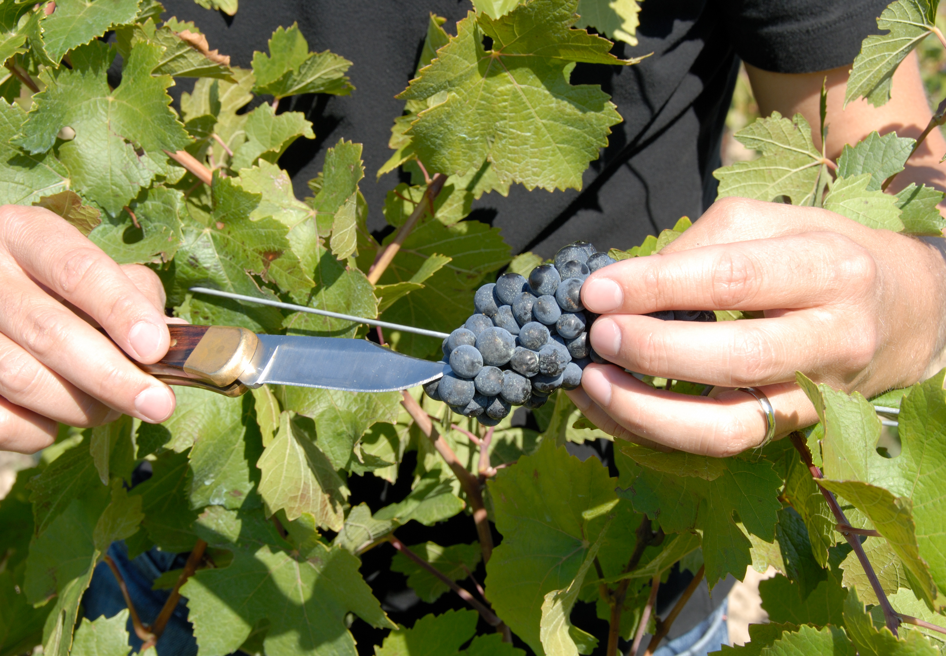 Onsdag 21. oktober - Avize og C�te des Blancs